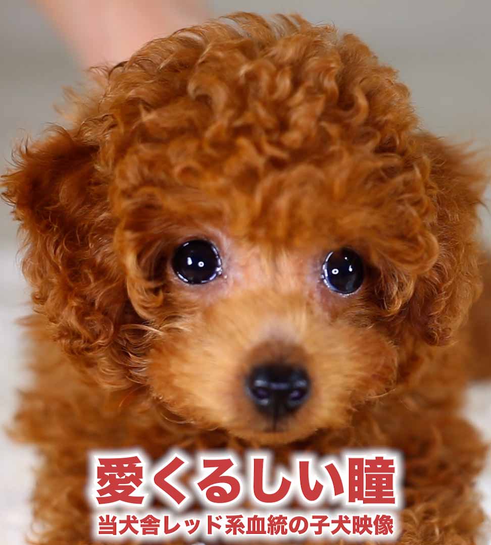 愛くるしい瞳／当犬舎レッド系血統の子犬映像