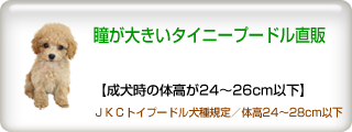 瞳が大きいタイニープードル直販 【成犬時の体高が24〜26cm以下】 JKCトイプードル犬種規定/体高24〜28cm以下