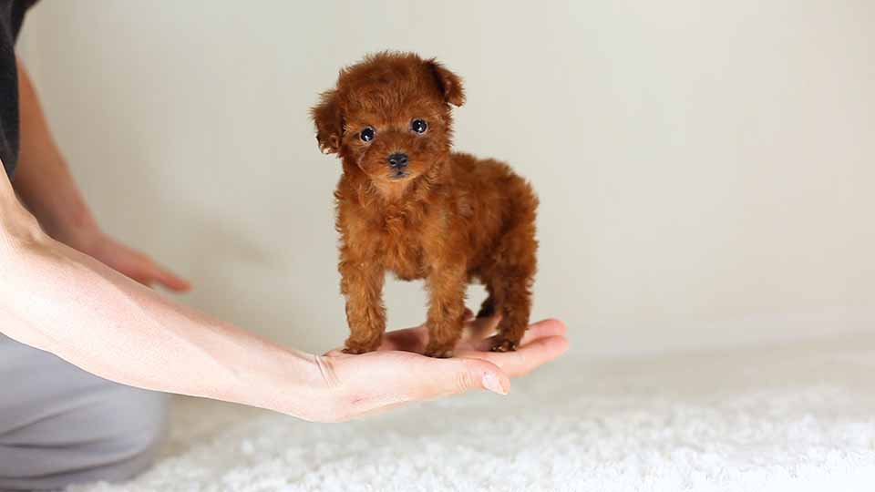 p*o様 ティーカッププードル p*o様 ティーカッププードル ティーカッププードルの子犬を探す