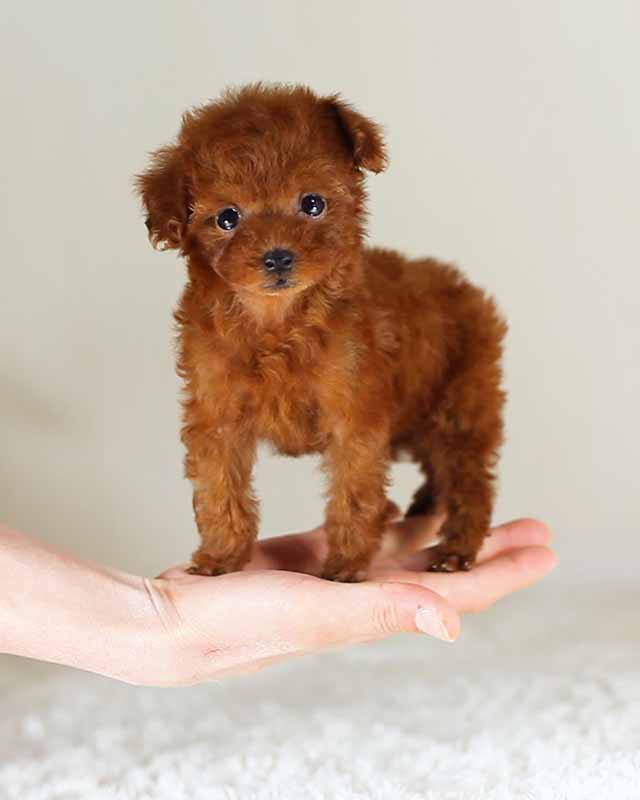 ティーカッププードル マイクロ・ティーカッププードル｜子犬誕生情報＆ママ犬紹介