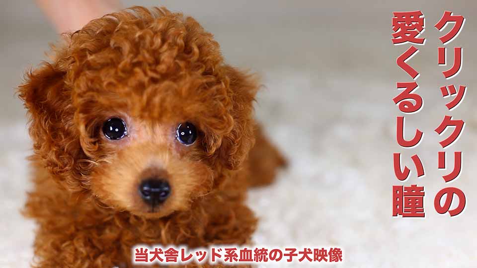 愛くるしい瞳／当犬舎レッド系血統の子犬映像