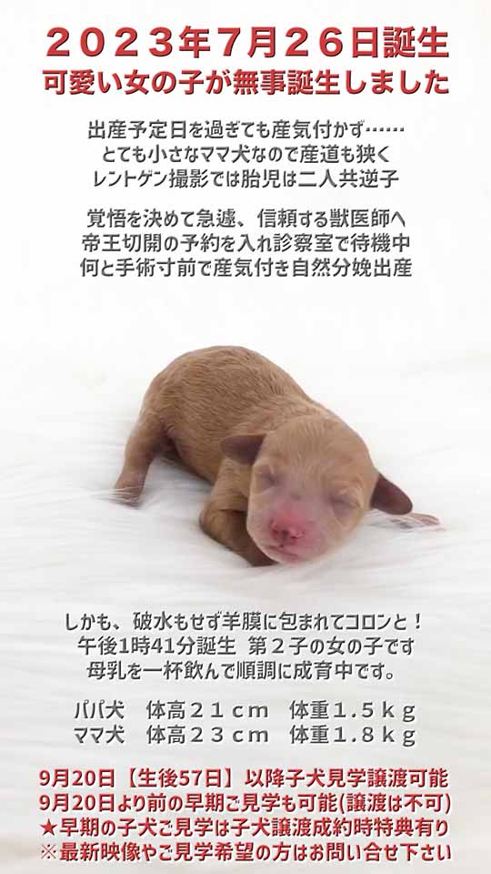 川合英治トイプードル専門ブリーダー東京都葛飾区【公開予定出産