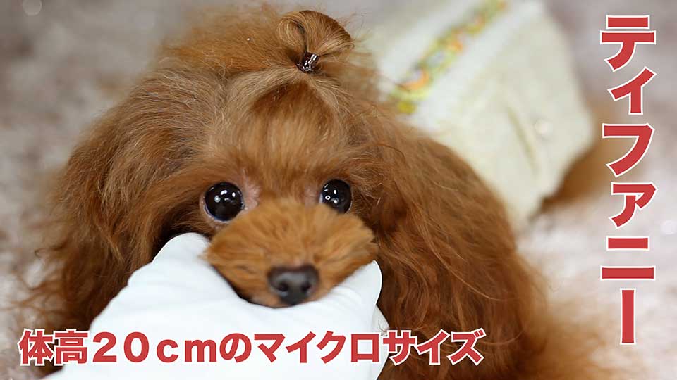 マイクロ ティーカッププードル誕生情報 ママ犬紹介 成約実績 ジャパン プードル クラブ マイクロ ティーカッププードル誕生情報 ママ犬紹介 成約実績 ジャパン プードル クラブ