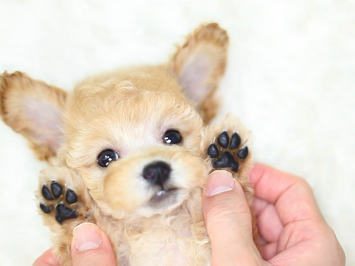 トイプードルの子犬