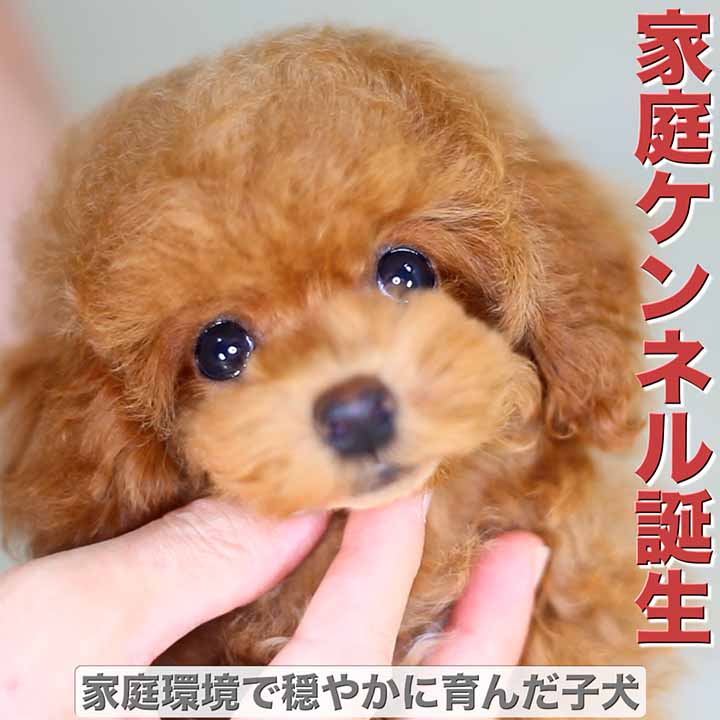 家庭ケンネル誕生／家庭環境で穏やかに育んだ子犬