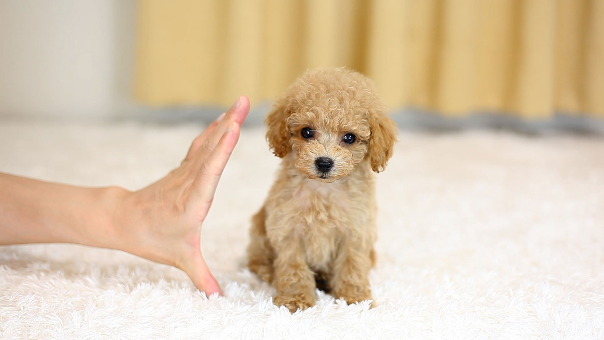 トイプードルの子犬メインフォト