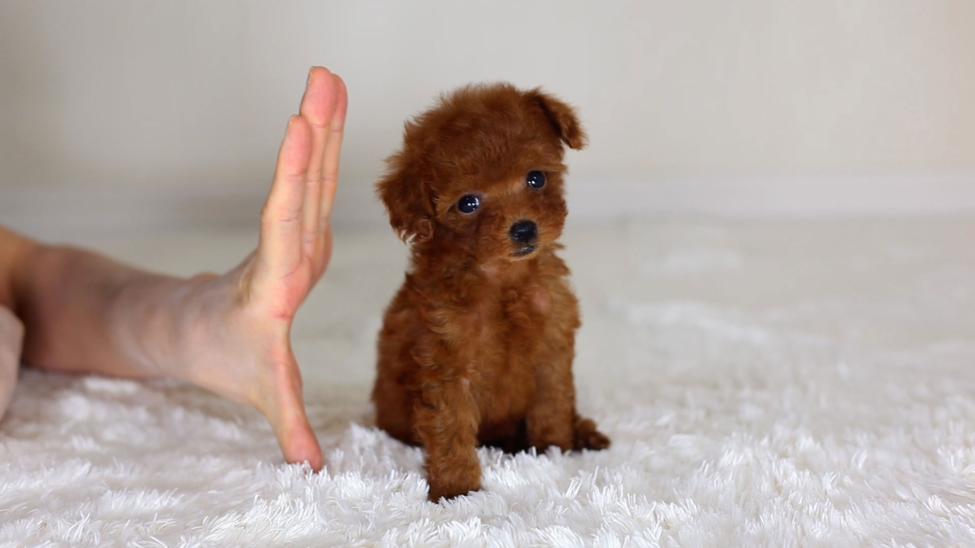 ティーカッププードルの子犬pc