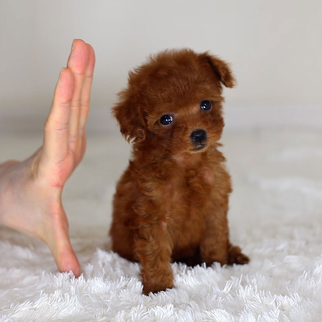 ティーカッププードルの子犬sp