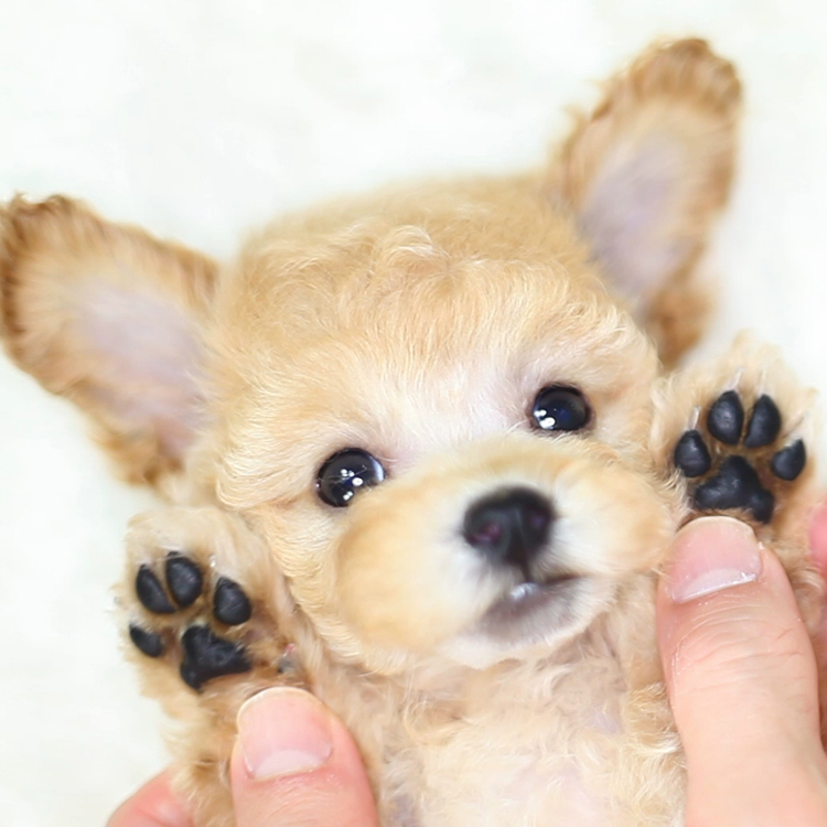 トイプードル専門店 子犬写真 体重別生涯コスト 子犬の成犬体重をレポート