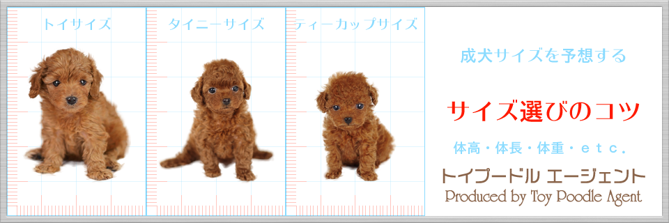 タイニーサイズ選びのコツ トイプードル エージェント