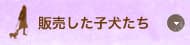 販売した子犬たち