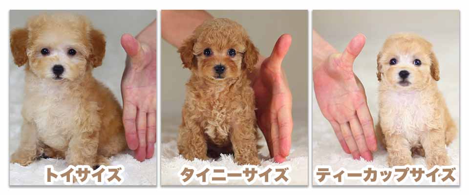 トイサイズ・タイニーサイズ・ティーカップサイズ　子犬比較写真