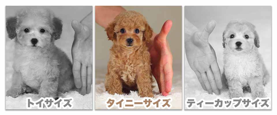 タイニーサイズにフォーカスしたトイサイズ・タイニーサイズ・ティーカップサイズの子犬比較写真